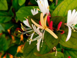 Flores de Lonicera japonica