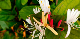 Flores de Lonicera japonica