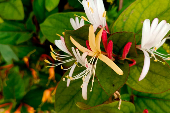 Flores de Lonicera japonica