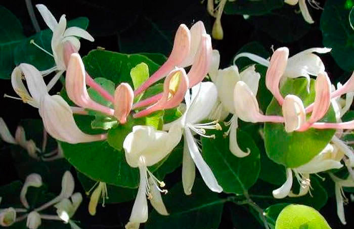 Flores de Lonicera caprifolium