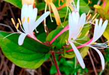 Flores de madreselva