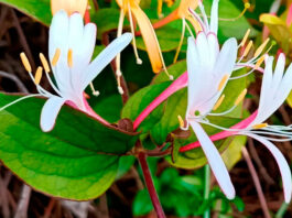 Flores de madreselva