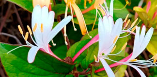 Flores de madreselva