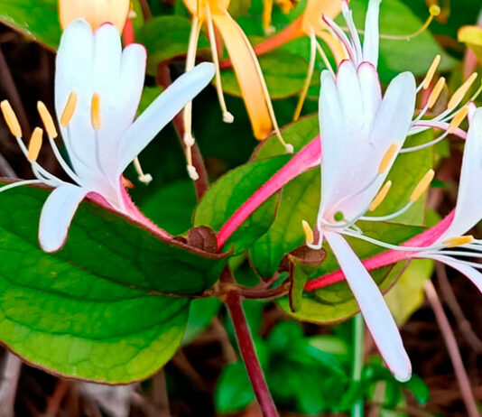 Flores de madreselva