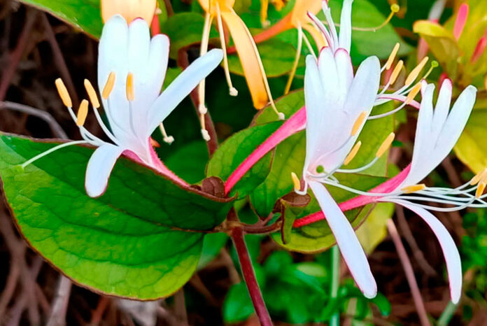 Flores de madreselva