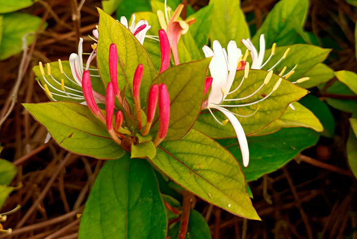 Flores de Madreselva