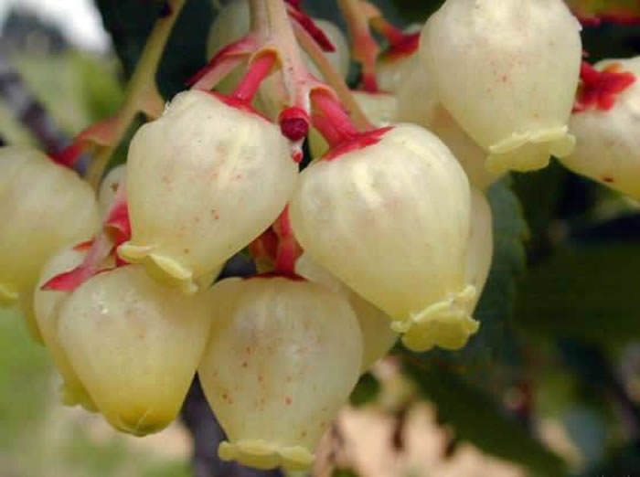 flores de madrono