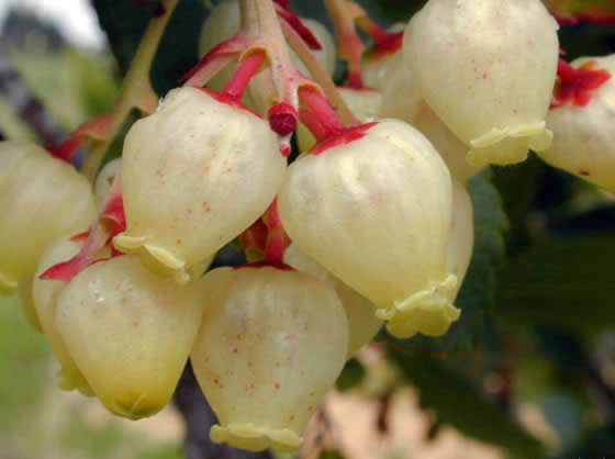 Flor del Madroño