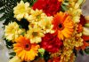 Flores de margaritas y gerberas