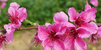 Productos para floración y cuajado de frutos