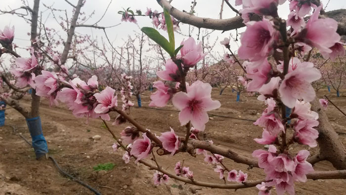 Productos para floración y cuajado de frutos