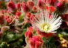 Flores de Mesembryanthemum crystallinum