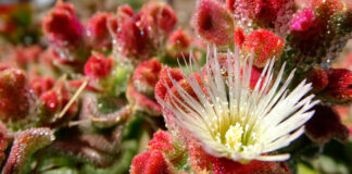 Flores de Mesembryanthemum crystallinum