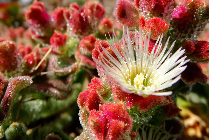 Flores de Mesembryanthemum crystallinum