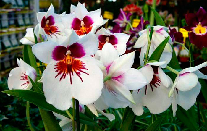 Flores de Miltonia blancas
