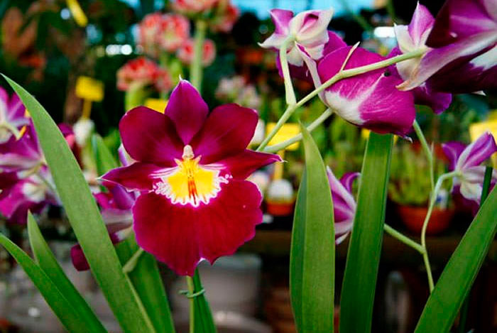 Flores de Miltonia rojas