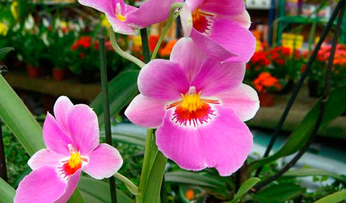 Flores de Miltonia rosa