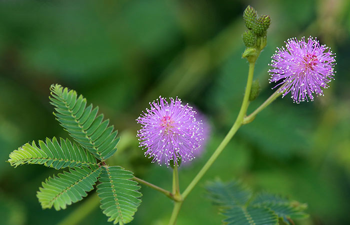 Flores de Mimosa pudica