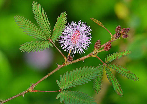 Flores de Mimosa pudica