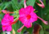 Mirabilis jalapa