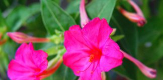 Mirabilis jalapa