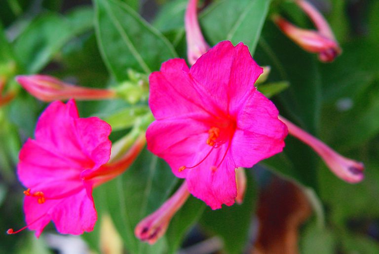 Mirabilis jalapa