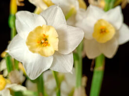 Flores de Narcissus dubius