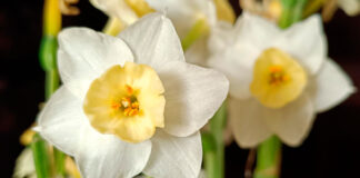 Flores de Narcissus dubius