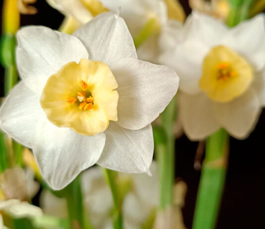Flores de Narcissus dubius