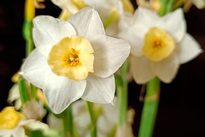 Flores de Narcissus dubius
