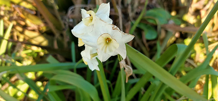 Flores de Narcissus dubius