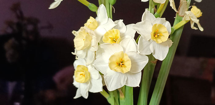 Flores de Narcissus dubius