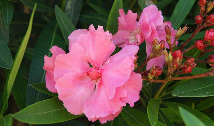 Flores de Nerium oleander