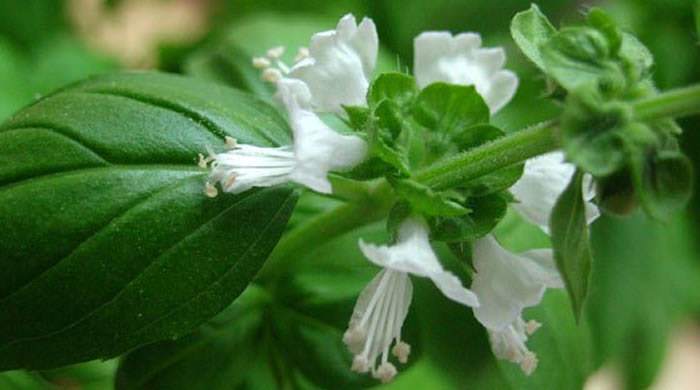 Ocimum basilicum