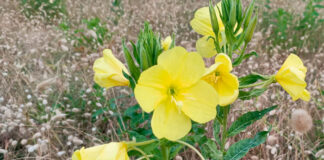 Flores de Oenothera glazioviana