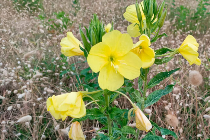 Flores de Oenothera glazioviana