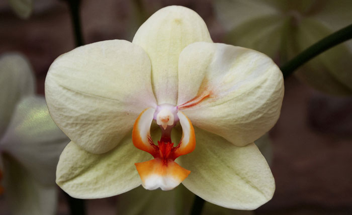 Flores de orquídeas