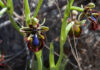 Flores de orquídeas silvestres
