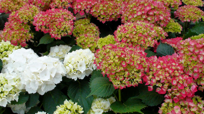 Los cuidados de la hortensia