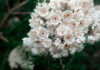 flores de Ozothamnus rosmarinifolius