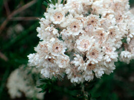 flores de Ozothamnus rosmarinifolius