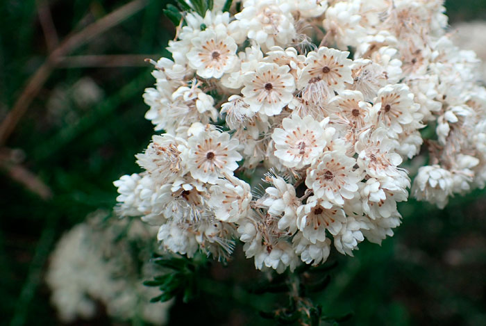 flores de Ozothamnus rosmarinifolius