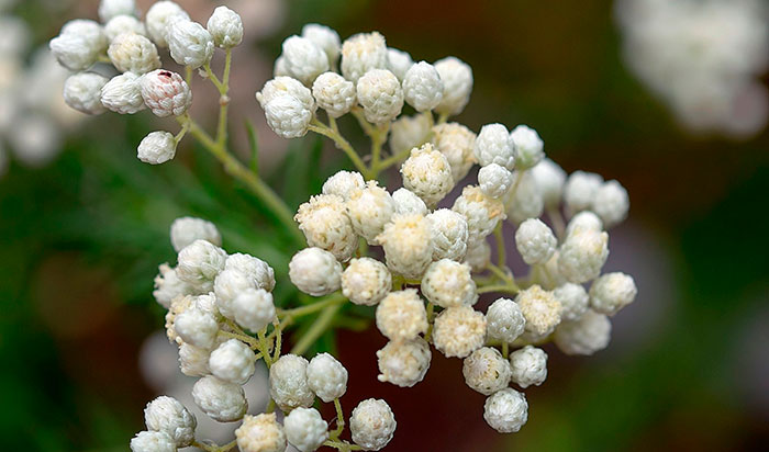 Flores de Ozothamnus