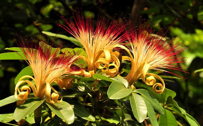 Flores de Pachira aquatica