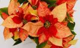 flores de pascua