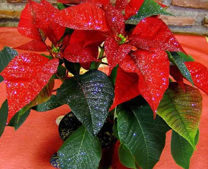 bomba Dialecto huevo Los cuidados de la Poinsettia | Revista de Flores, Plantas, Jardinería,  Paisajismo y Medio ambiente