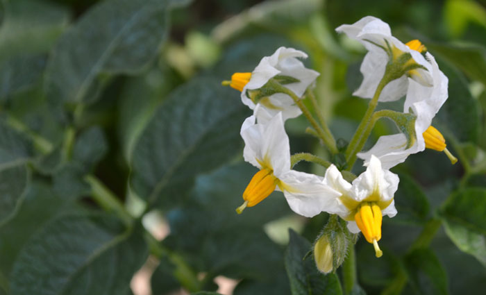 Flores de patata