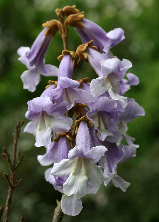 Flores de Paulownia tomentosa, la Paulonia