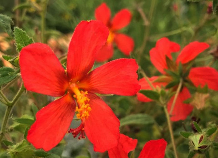 Flores de Pavonia flamboyant