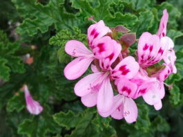 Flores de Pelargonium quercifolium